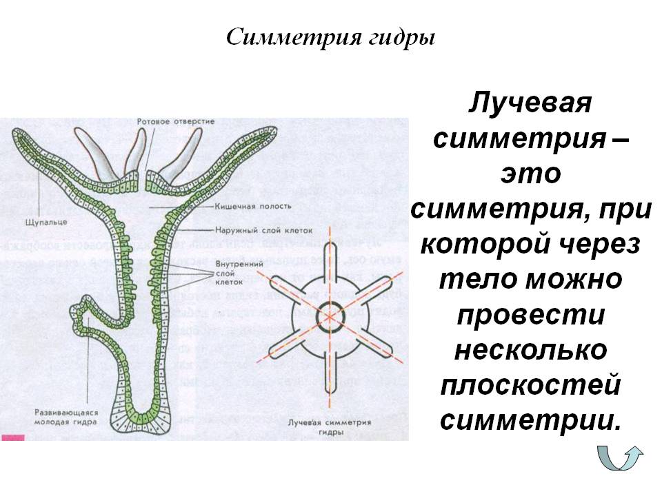 Кракен шоп это